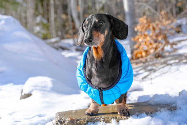 istock Dachshund in blue jacket enjoying snowy winter day 2177334677