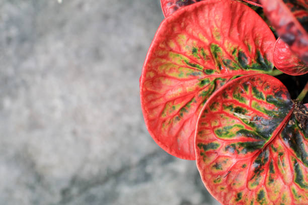 Codiaeum variegatum (Croton) beautiful, stunning plants growing in the sunny meadow green. Garden decoration. Red color leaves.