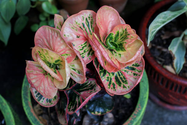 istock Codiaeum variegatum (Croton) beautiful, stunning plants growing in the sunny meadow green. Garden decoration. Red color leaves. 2177335404
