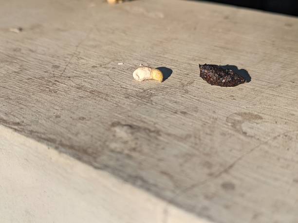 istock gecko droppings on the fence 2177336113