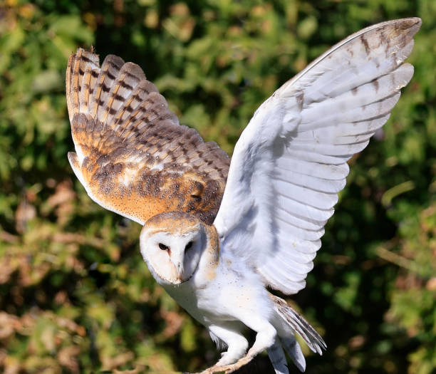 Barn Owl portrait on green and yellow background, Quebec