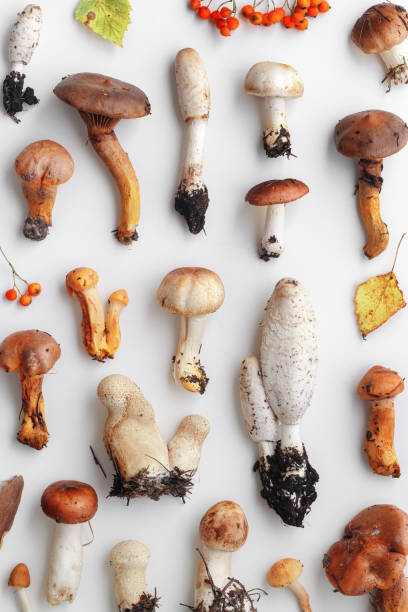 istock Collection of natural forest mushrooms on white background Creative minimal aesthetic pattern as concept of autumn season calm, organic atmosphere, natural beauty. Autumnal layout, top view, flat lay 2177340718