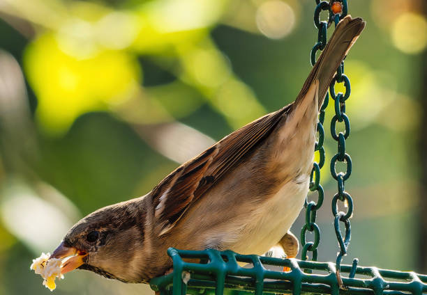 A Sparrow on the backyard Peanut Butter bird feeder