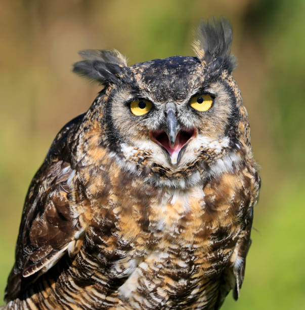 istock Great-horned Owl portrait with green background, Quebec 2177341596
