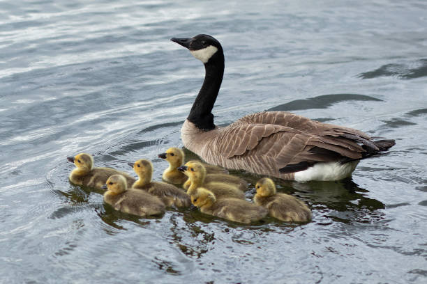 istock Mother Goose and Goslings 2177344891
