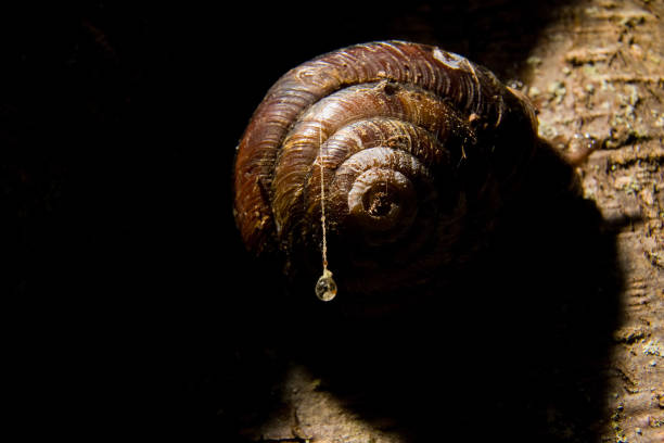 NEWCASTLE, WASH., U.S. - A single drop of water hangs from a strand of spider web clinging to the shell of a snail resting in the hollow of a tree at Cougar Mountain Regional Wildland Park in Newcastle, Wash.., on May 14, 2009.