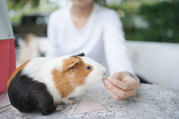istock Asian woman is playing with her small Guinea Pig. 2177345951