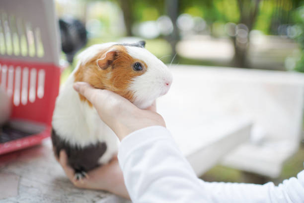 Asian young woman is playing and petting a small Guinea Pig in backyard. A cute fluffy domestic animal Guinea Pig and Asian woman.