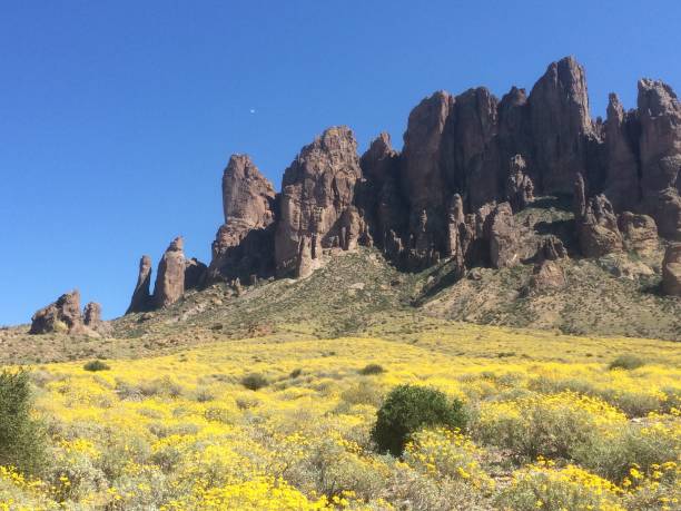 istock Yellow Wildflower Bloom in the Superstition Mountains, Apache Junction, Arizona 2177347617