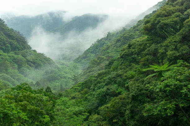 istock Rainy season on Amami Oshima 2177347755