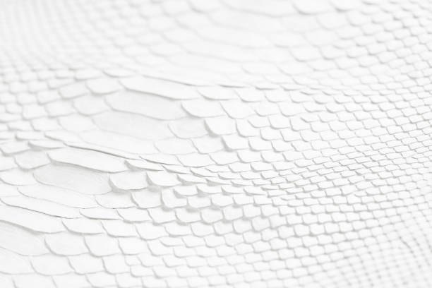 istock natural snake skin texture, white reptile leather as background 2177349720