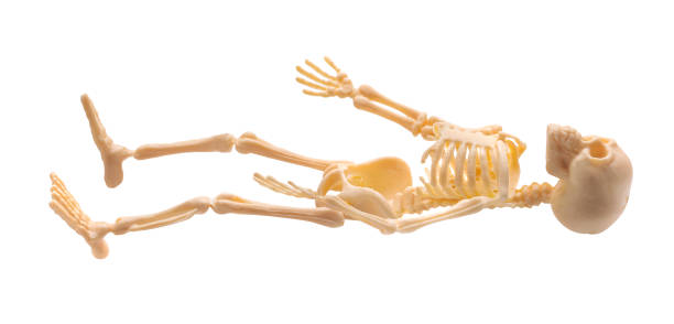 Plastic Halloween Skeleton  for Halloween decoration isolated on background