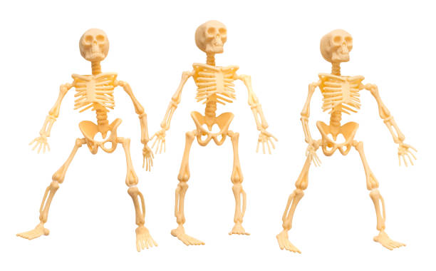 istock Plastic Halloween Skeleton  for Halloween decoration isolated on background 2177351355