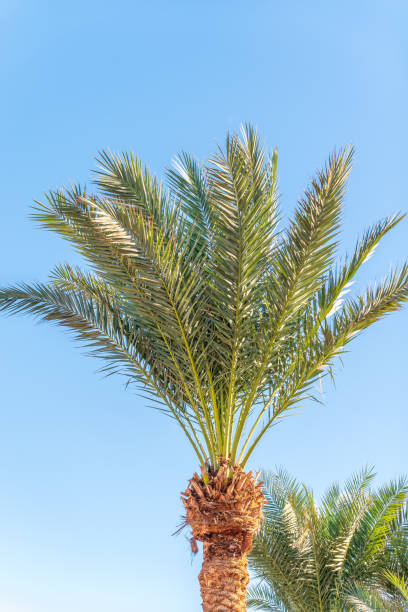istock Palm tree with green leaves on blue background 2177351518