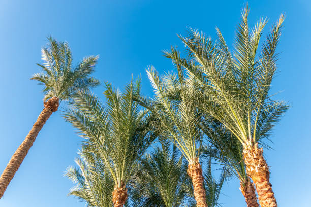 istock Palm tree with green leaves on blue background 2177352699