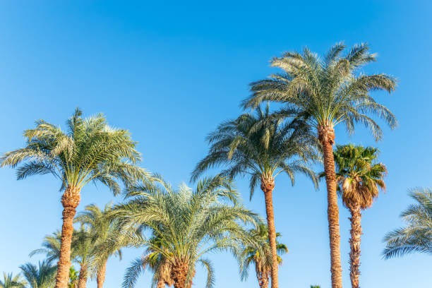 istock Palm tree with green leaves on blue background 2177352751