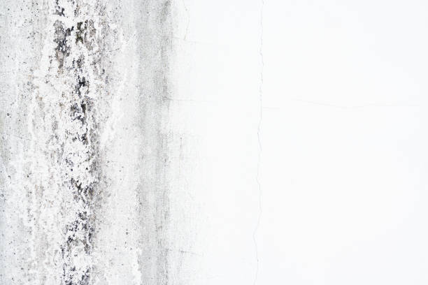 Fungus on wall background, bacteria on concrete wall background. White old wall with shabby damaged plaster Cement and dirty exfoliating plaster Textured background. Cracked concrete wall. Copy space.