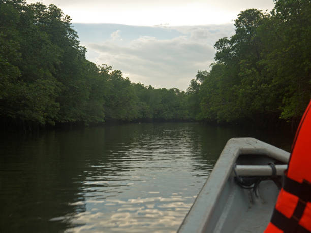istock Boat tour Bintan island river with mangroves 2177361161