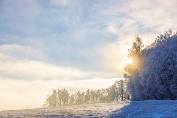 Hazy winter landscape with layers of pine forest and sun flare. Tranquil, foggy mountain view with soft blue sky and snowy hills.Winter holidays