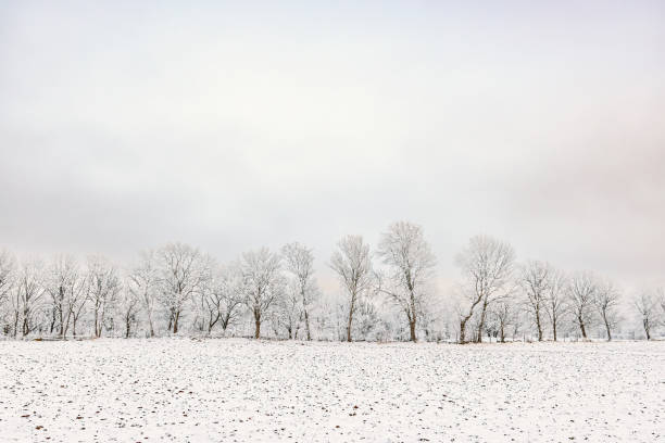 istock Treeline by a snowy field in a rural wintry landscape 2177361878