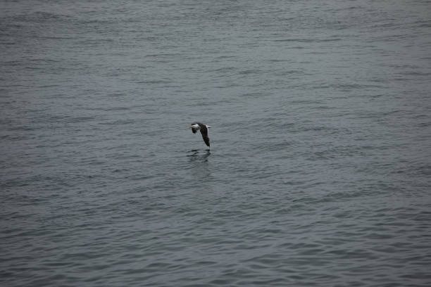 A seagull flies over the ocean, its wings curved downwards and almost touching the surface of the water.