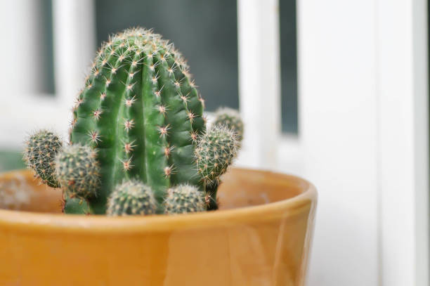 Echinopsis calochlora, Goloden Echinopsis calochlora or cactus or succulent in the flowerpot