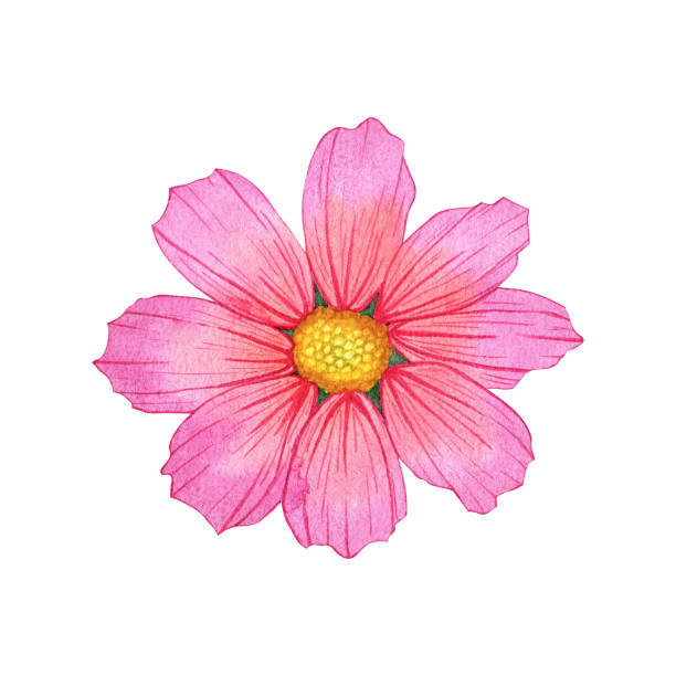 istock Autumn watercolor illustration: cosmos flower. Hand drawn isolated object on a white background. 2177365882