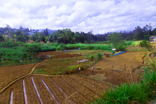 Sri Lankan farm workers often plough fields by hand, in Ella, Badulla District, Uva Province, Sri Lanka, as pictured on Saturday, 9th, September, 2024.