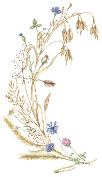 istock Watercolor hand drawn wheat, oat and meadow florals border frame illustration, graphic wildflowers composition 2177370473