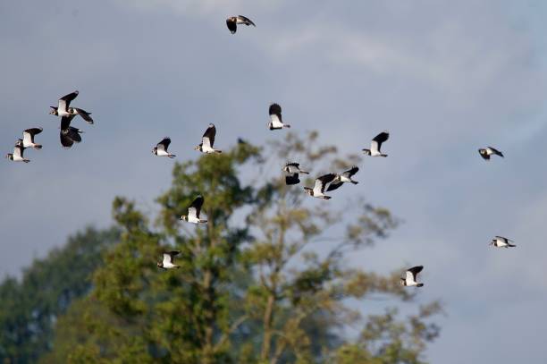 istock Flock of lapwing wader birds in flight 2177371193