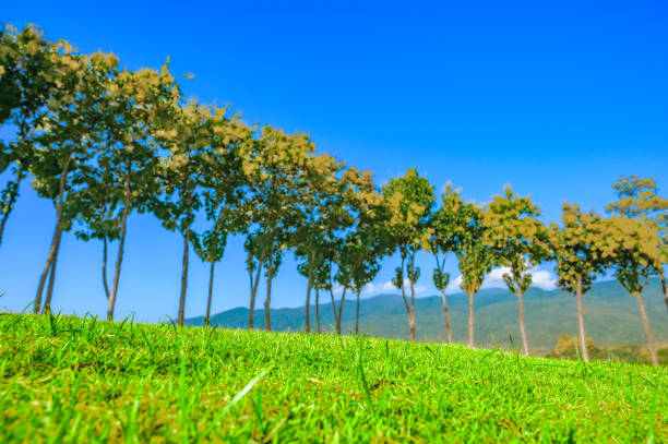 Green grass hills with teak trees and mountains in the background. Green lawns and natural views amidst the fresh air. The tranquil landscape and cool climate of Chiang Mai Province, Thailand.