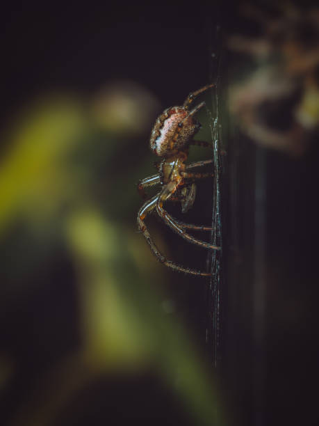 istock Side view of an Orb web weaving spider on a web 2177375634