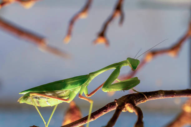 istock green praying mantis is perched on a branch. The image has a calm and peaceful mood, as the insect is simply resting on the branch 2177376253