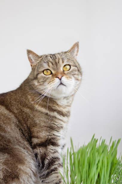 A cat near the cat grass.