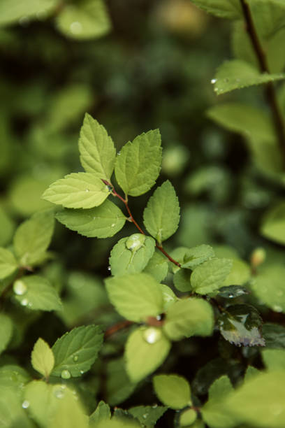Green leaves with water drops after rain