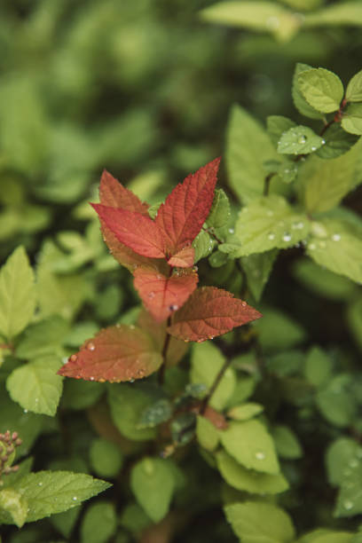 Green leaves with water drops after rain
