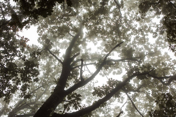 Sunlight coming through treetop in autumn