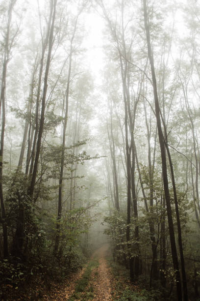 Vertical shot of a walking path in a forest with tall trees.