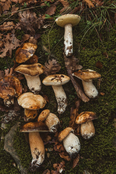 istock Young white porcini mushrooms 2177378338