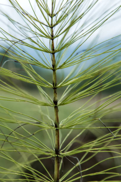 In the meadow among the grasses growing horsetail