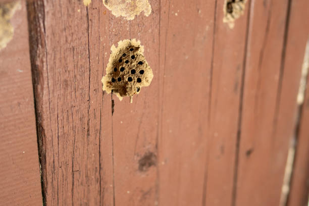 istock Ceriana wasp nest on wooden wall 2177378658