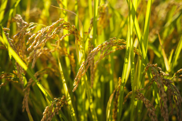 istock A field of golden rice with evening sun 2177378771