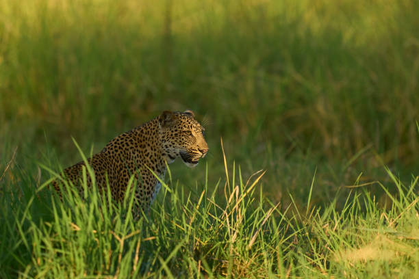 Leopard (Panthera pardus) in lush green grass during the emerald season in South Luangwa National Park, Zambia
