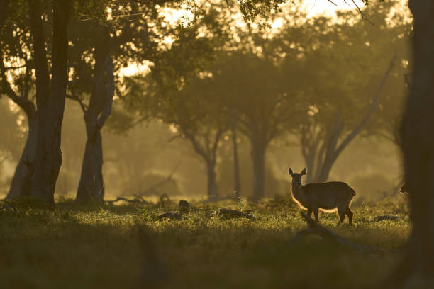 istock Waterbuck in woodland 2177380107