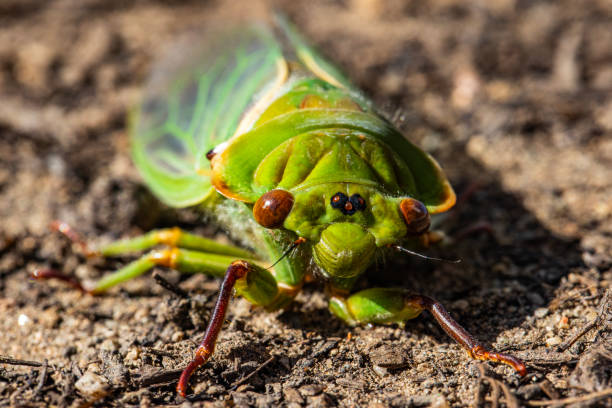 Close up Macro of Cicada insect