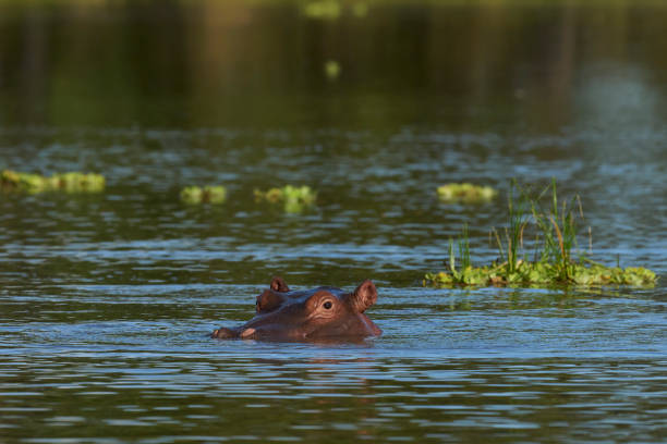Africa, Botswana, Hippopotamus, Animal, Animal Wildlife