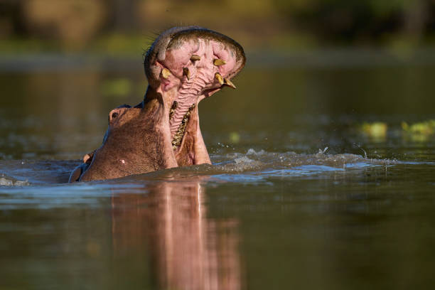 Large hippopotamus partially submerged, enjoying a peaceful moment in the water