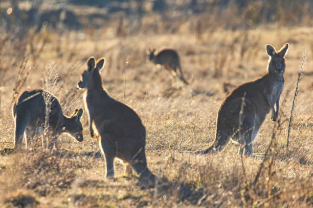 istock Kangaroos grazing in a valley with golden morning light 2177380492