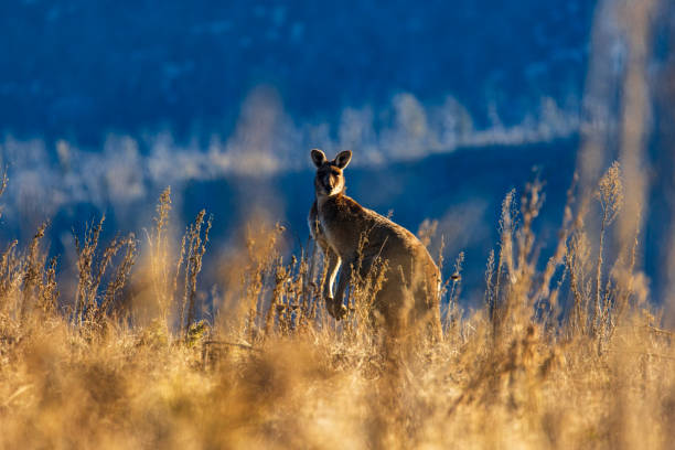 Kangaroo grazing in a valley with golden morning light