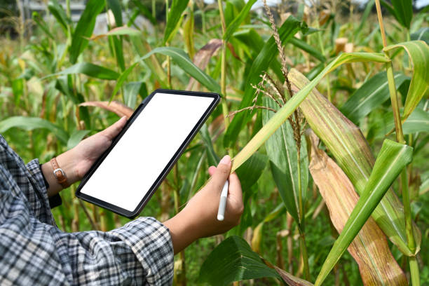 istock Farmer inspecting the health of the crops and using digital tablet to record or analyze data 2177381552